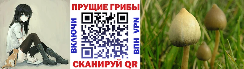 MEGA рабочий сайт  где купить наркотик  Баймак  Галлюциногенные грибы MAGIC MUSHROOMS 
